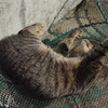男木島の猫