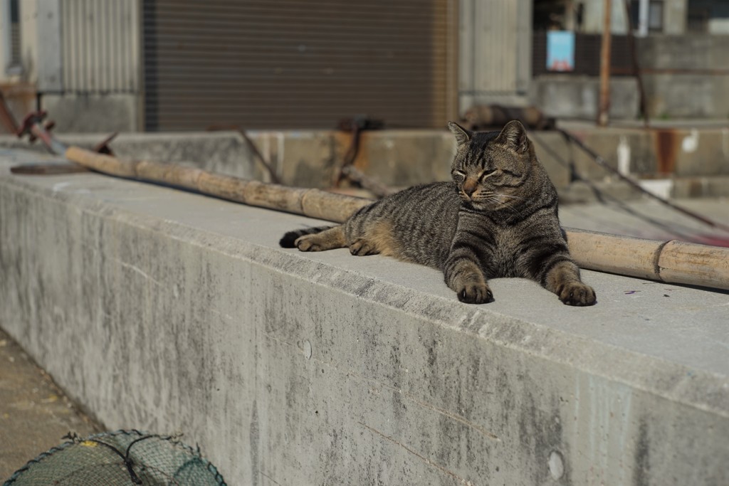 男木島の猫