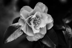 Camellia hiemalis, monochrome