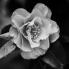 Camellia hiemalis, monochrome