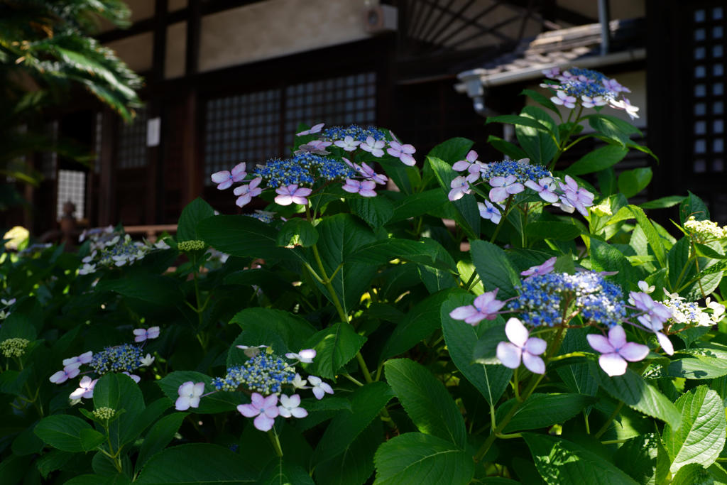 尾道持光寺 2017.6 #4