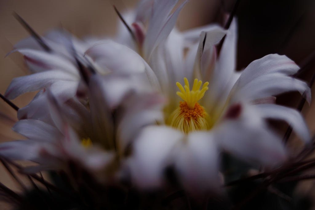 サボテンの花