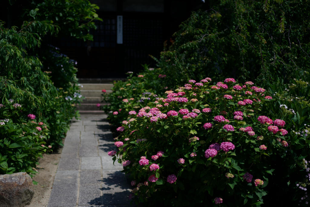 尾道持光寺 2017.6 #2