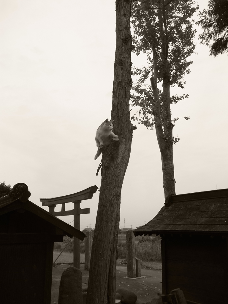 猫