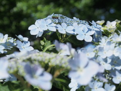 ６月の花