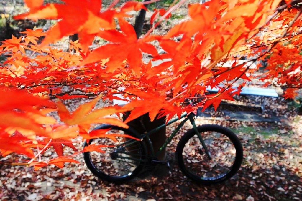 紅を纏う