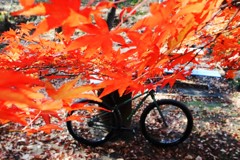 紅を纏う