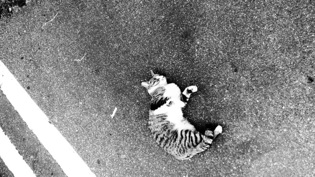 死んだフリ