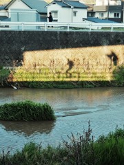 影のやつ、緑の中を気持ちよさそうに走ってるな