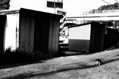 フネネコ その27