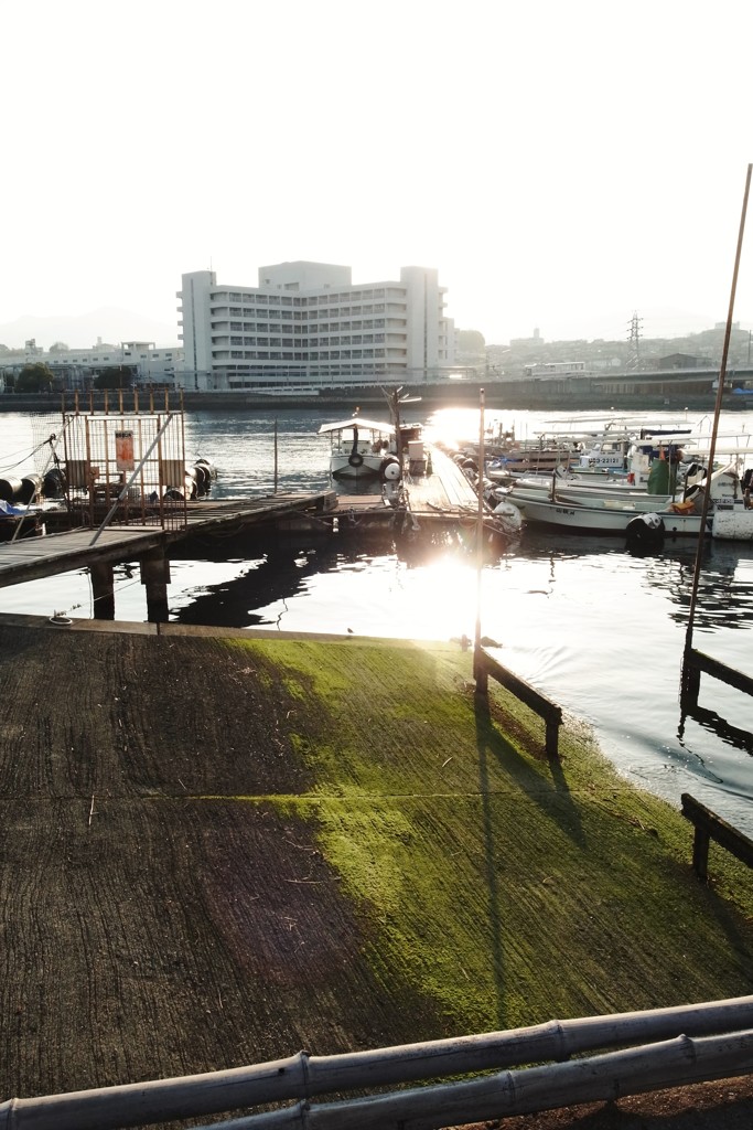 隣の苔は青く見える