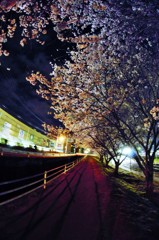 今年も見れると思ってた