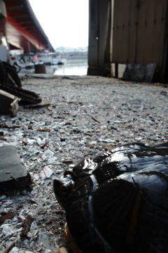 フネネコ番外編　フネガメ