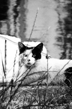 フネネコ その28 きみたちは今