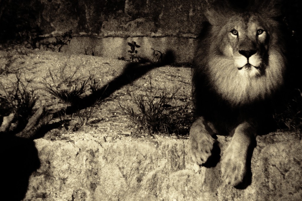 小さくも強きそのマナコ