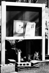 たたみ　ふすま　ねこ