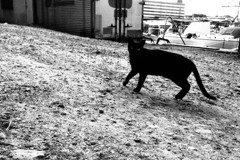 フネネコ その12 もう一息