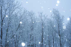 雪の森