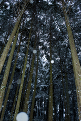 雪の森の中