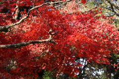 宮島の紅葉