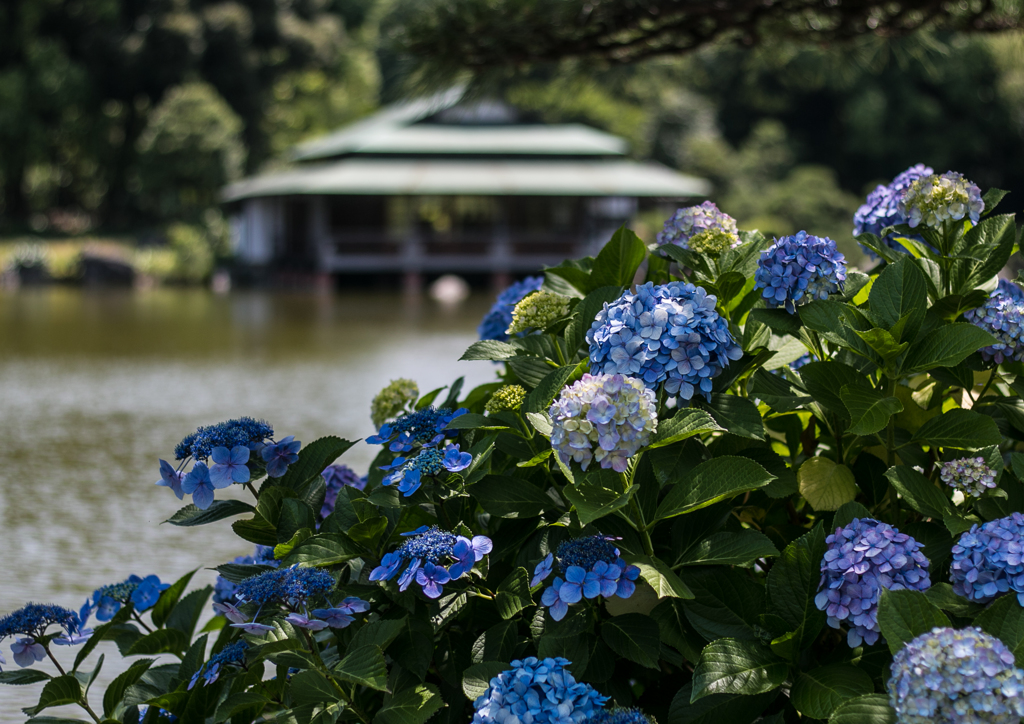 初夏の庭園