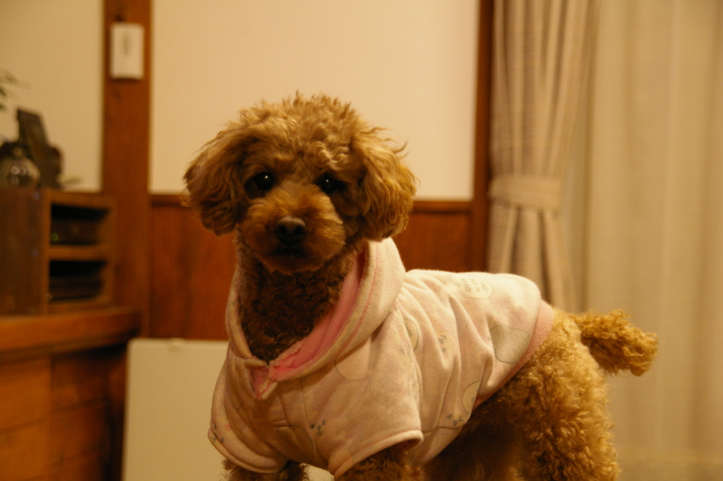カメラが怖い愛犬