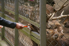 鹿島神宮の鹿さん