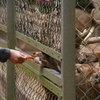 鹿島神宮の鹿さん