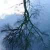 水面に映る木