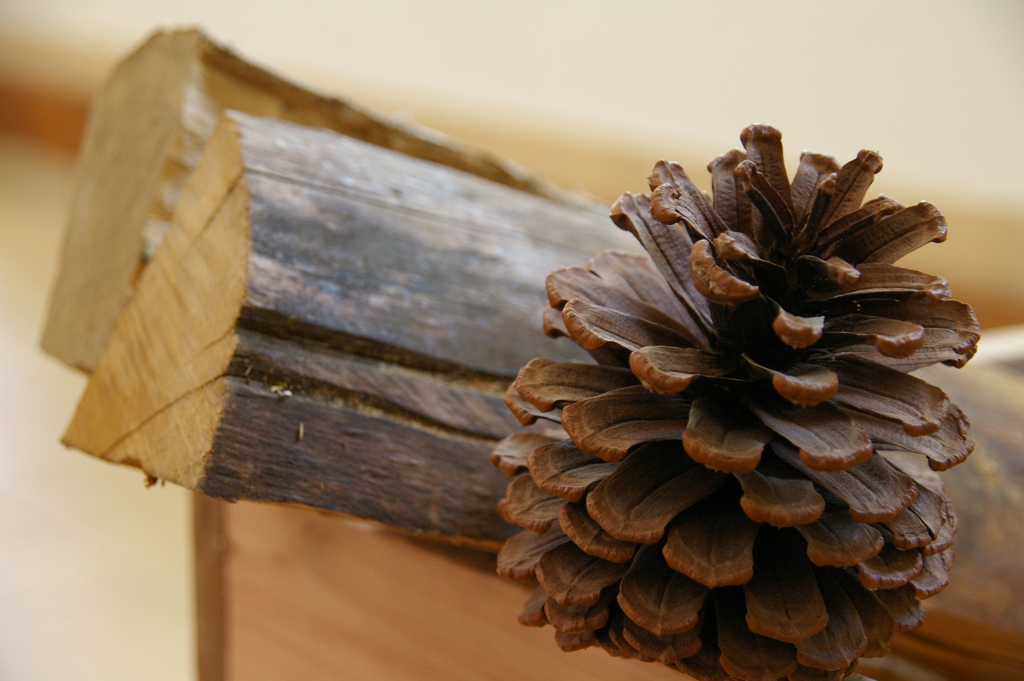 薪と松ぼっくり