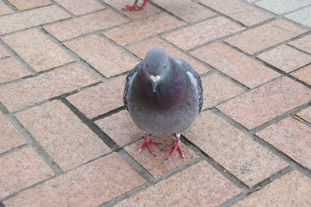 はとぽっぽ