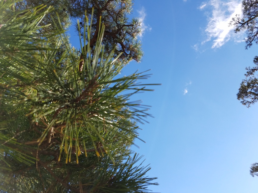 松と空