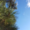 松と空