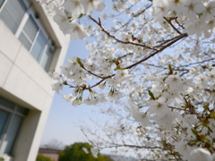 校舎の桜