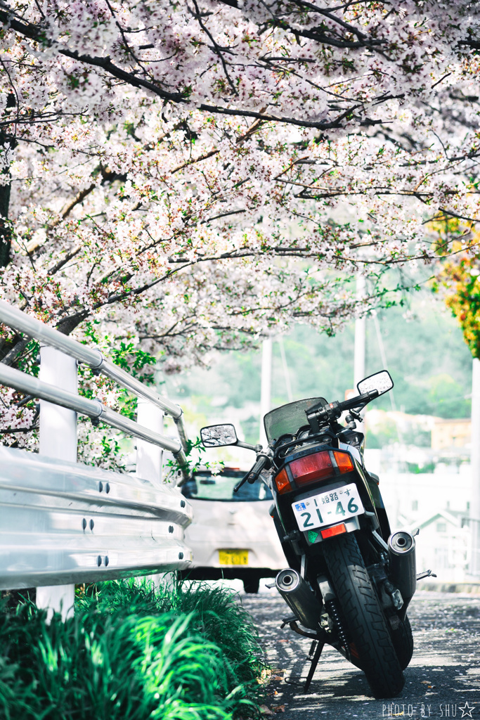バイクと桜のストーリー