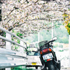 バイクと桜のストーリー