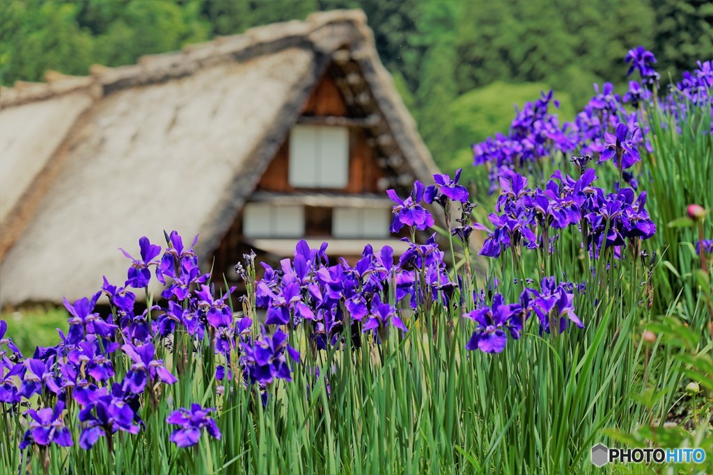合掌花に囲まれる