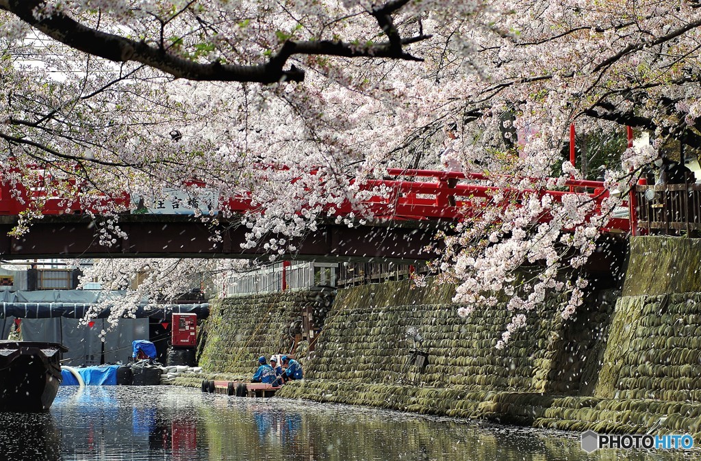 桜散る