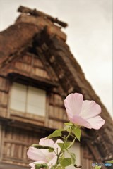 合掌とムクゲの花