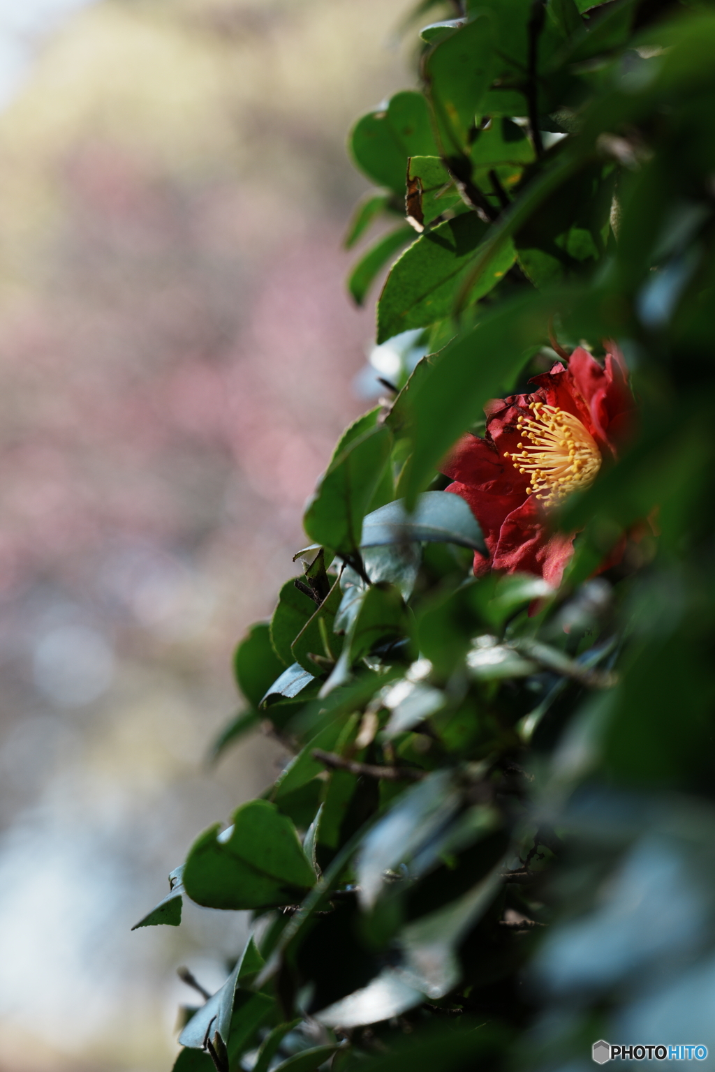 梅が咲き始めました_KEN7653コピ