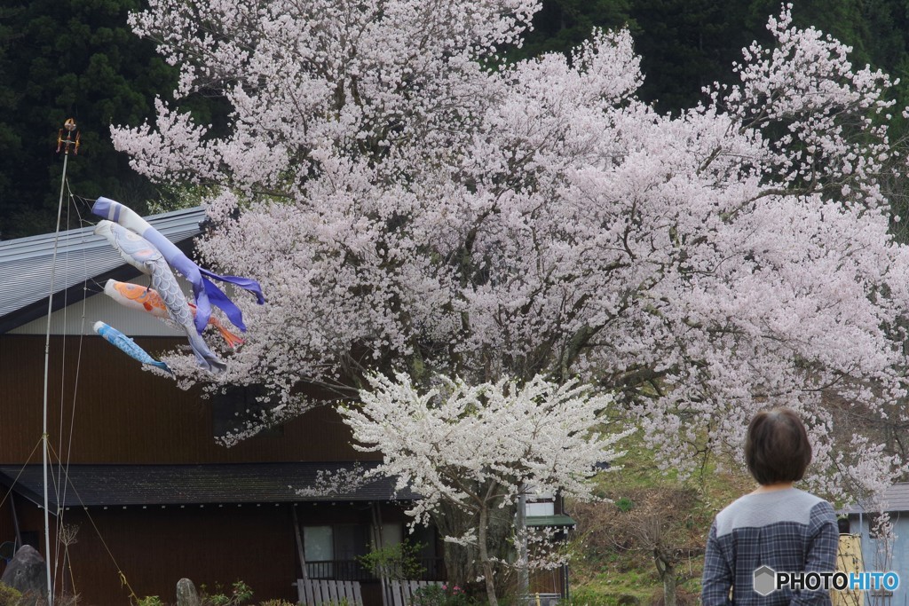 見事な桜に見とれる