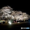 荘川桜withさくら道国際ネイチャーラン