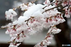 雪と桜1