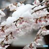 雪と桜1