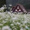 そばの花と合掌