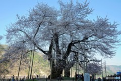 今年は咲いた荘川桜