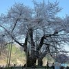 今年は咲いた荘川桜