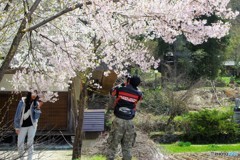 桜を撮る人、観る人