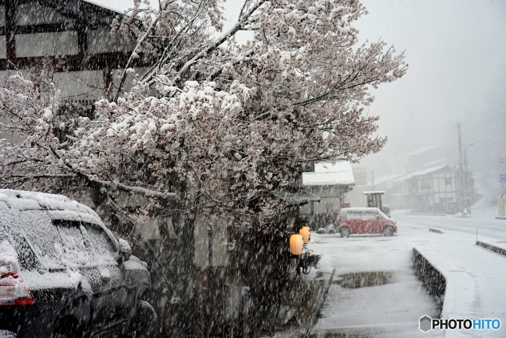 春の雪