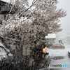 春の雪